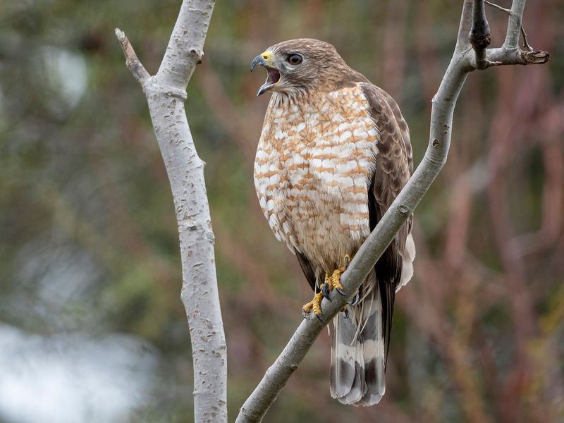 Broad-winged Hawk in Vermont