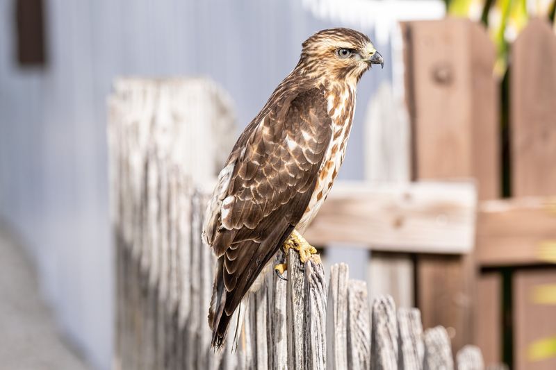 Broad-winged Hawk