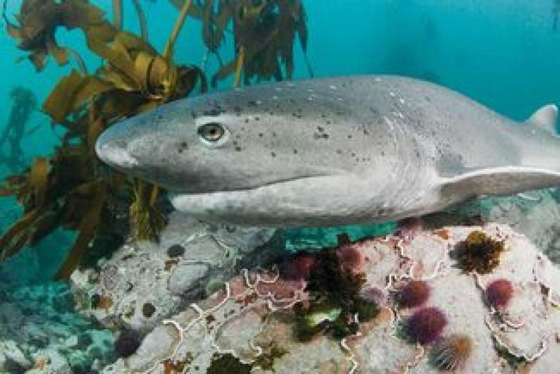 Broadnose Sevengill Shark