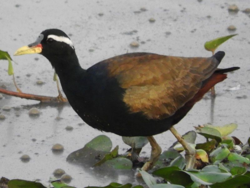 Bronze-winged Jacana