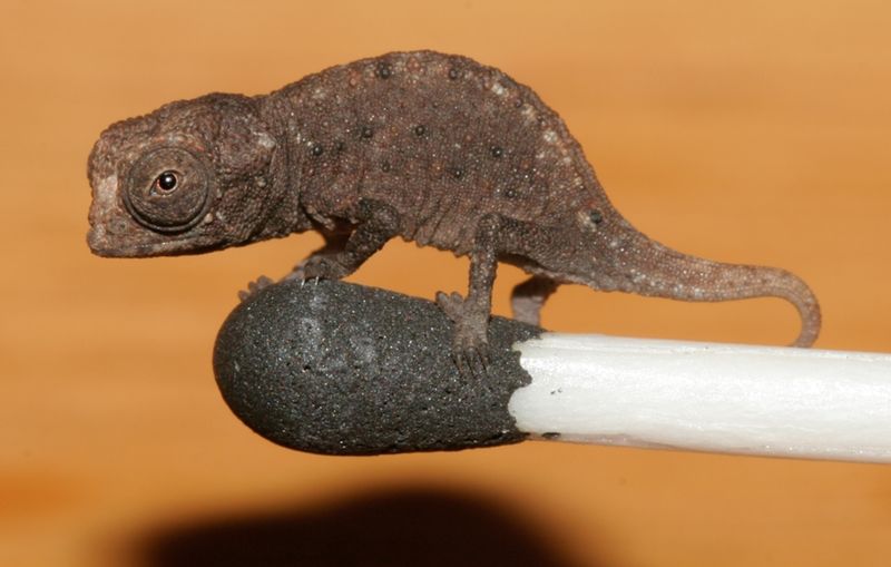 Brookesia Micra