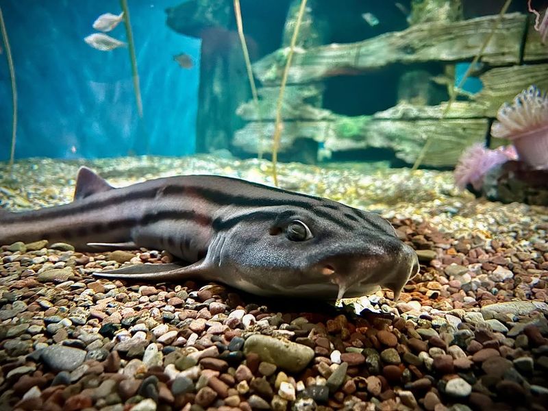 Pyjama Shark