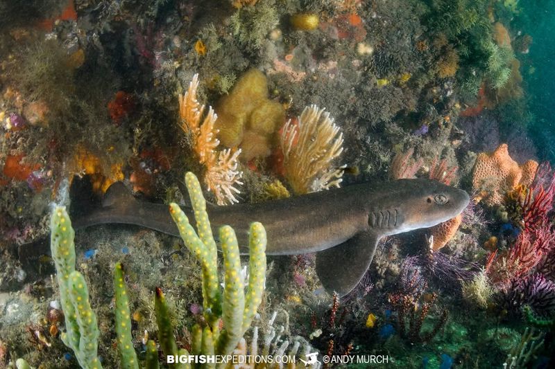 Brown Catshark