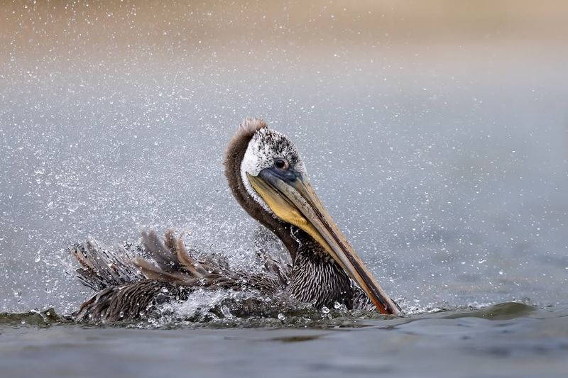 Brown Pelican