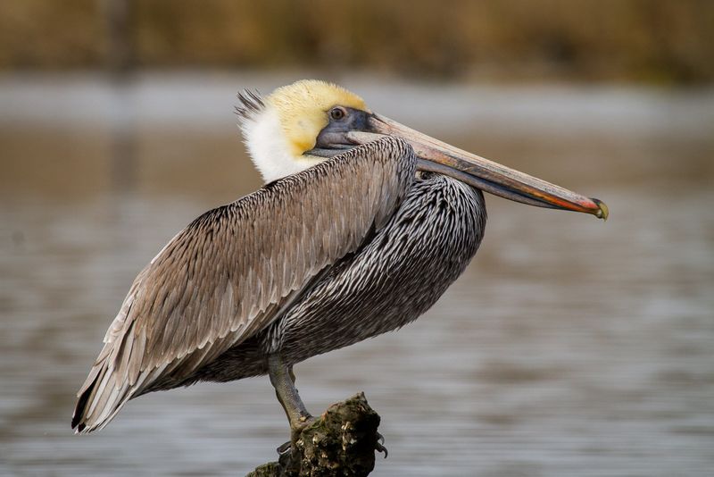 Brown Pelican in Louisiana