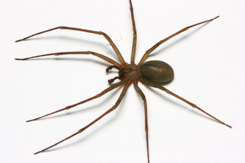 Brown Recluse Spider