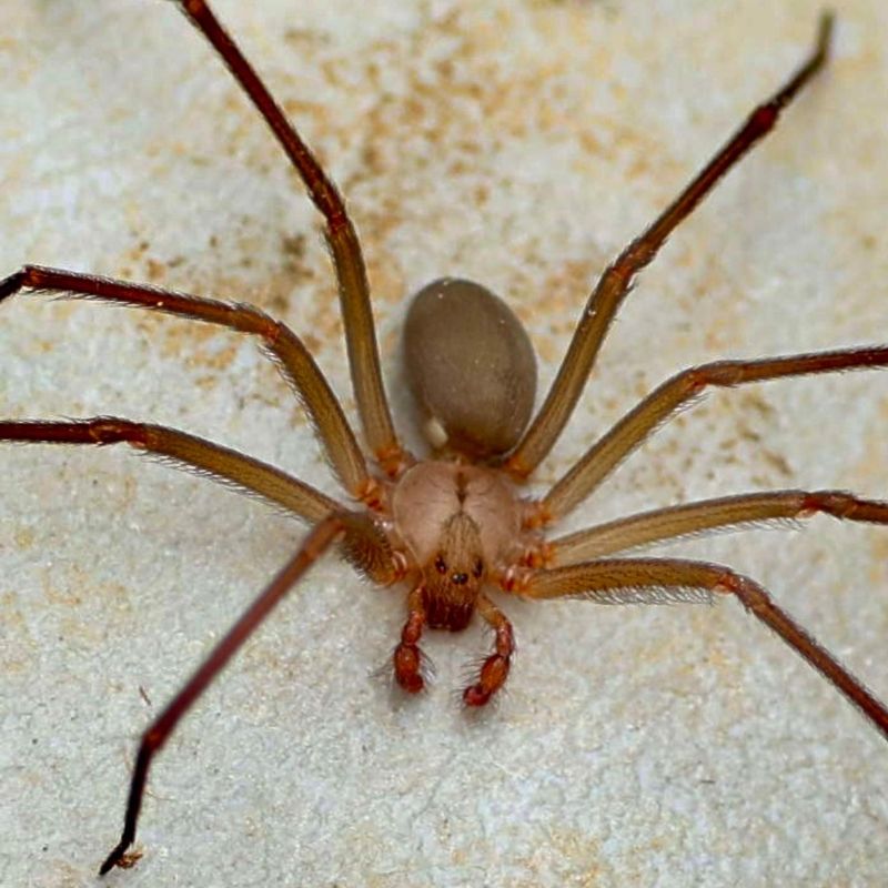 Brown Recluse Spider