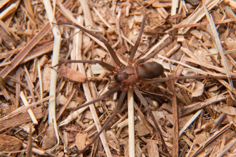 Brown Recluse in Georgia