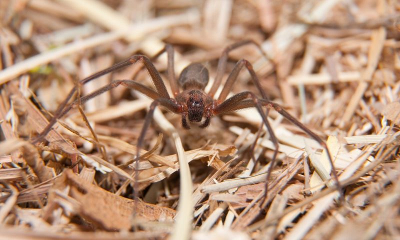 Brown Recluse in Minnesota