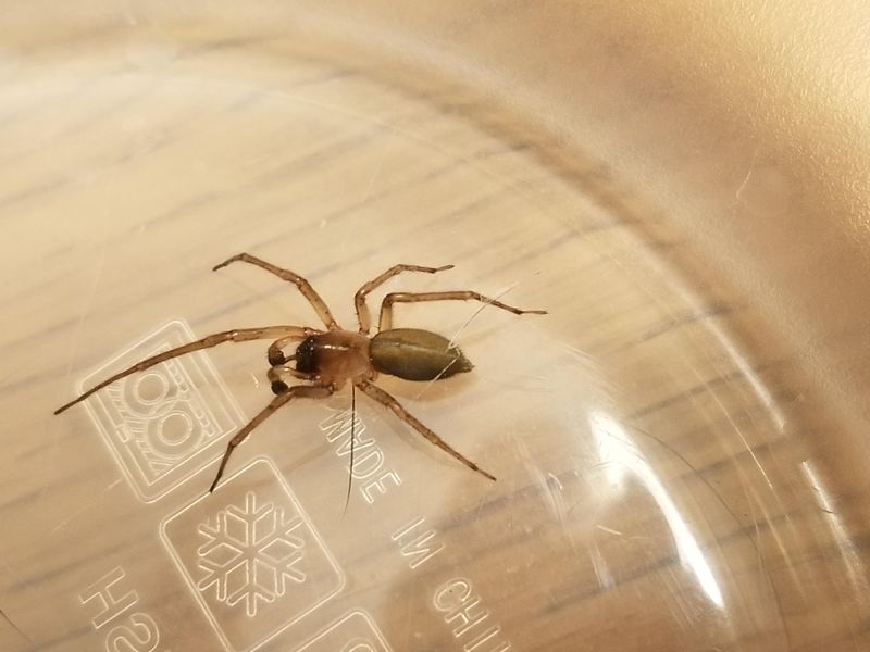 Brown Recluse in New Jersey