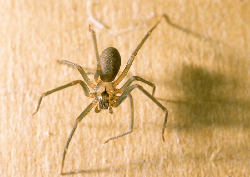 Brown Recluse in Ohio