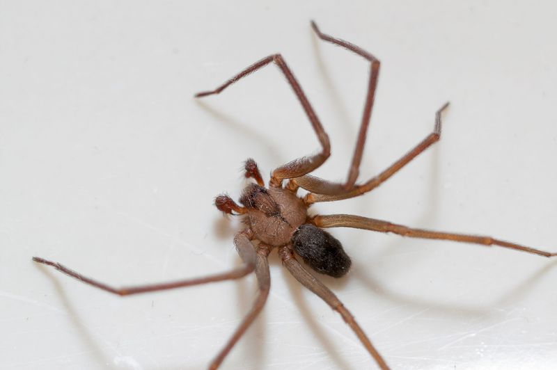 Brown Recluse in Tennessee