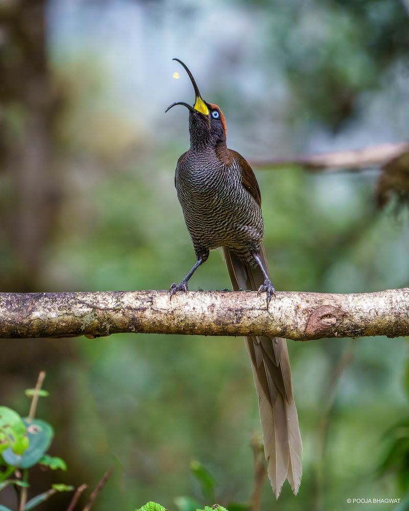 Brown Sicklebill