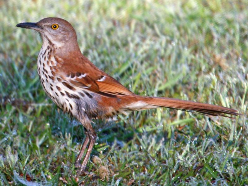 Brown Thrasher in Alabama