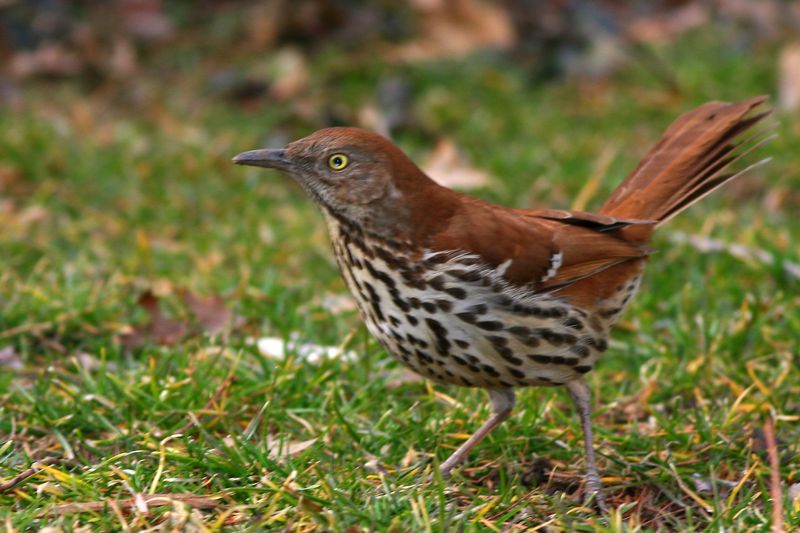 Brown Thrasher