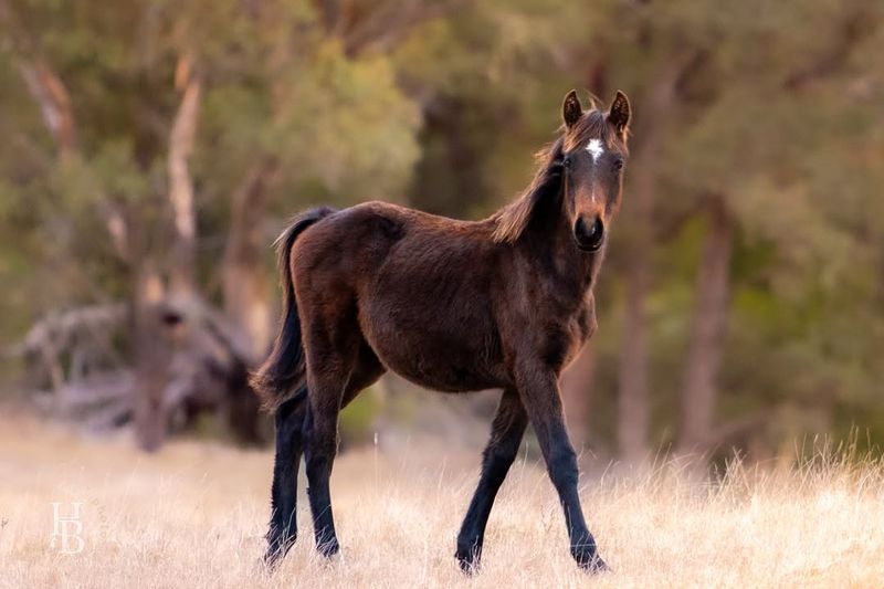 Brumby of the Australian Outback