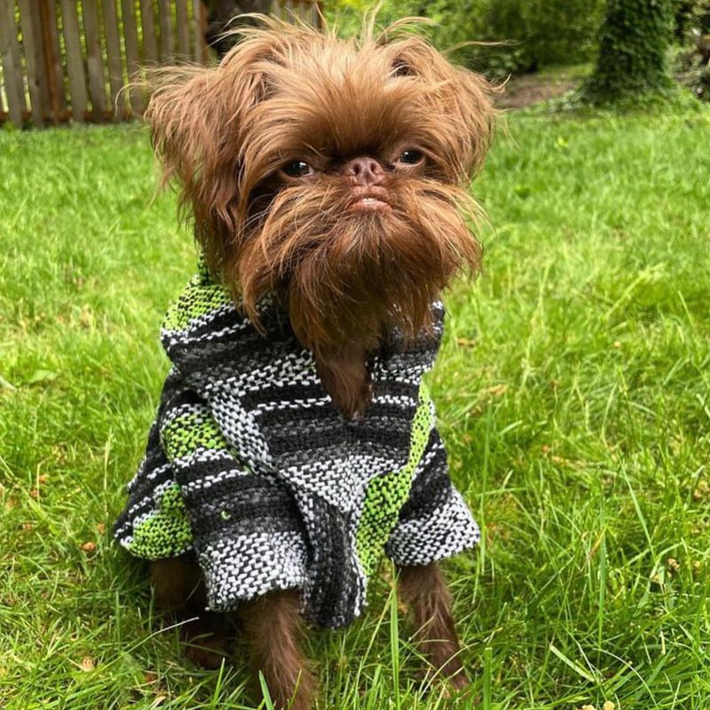 Brussels Griffon