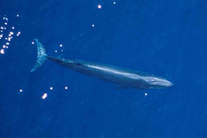 Bryde’s Whale