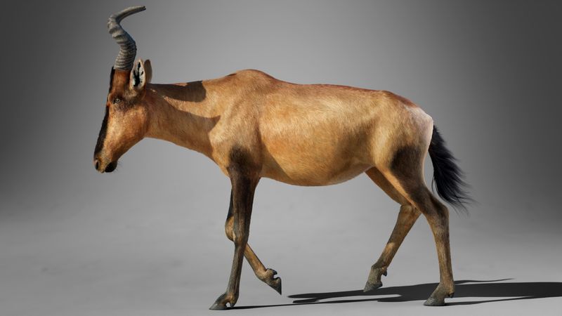 Bubal Hartebeest