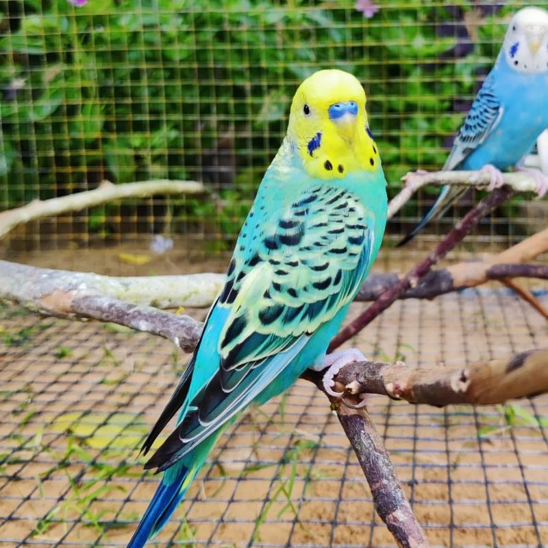 Budgerigar (Budgie)