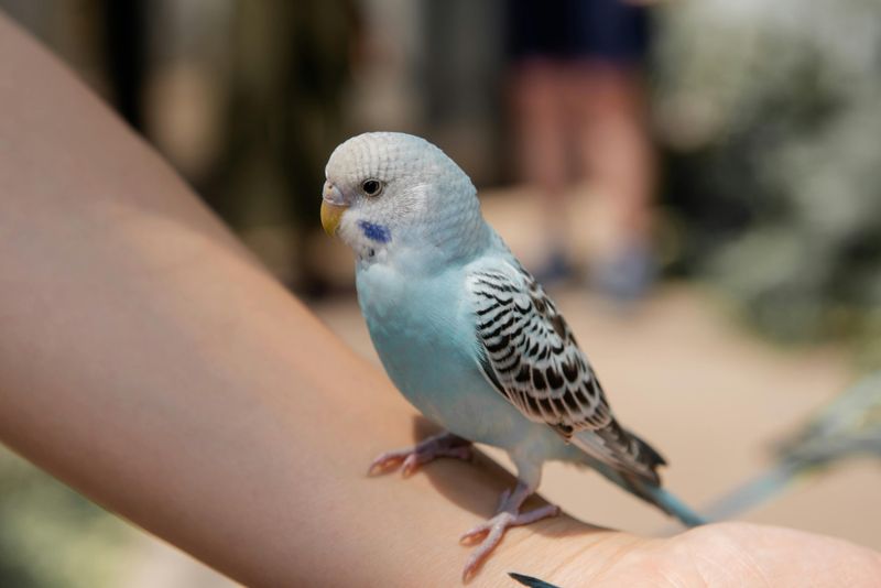 Budgerigar (Budgie)