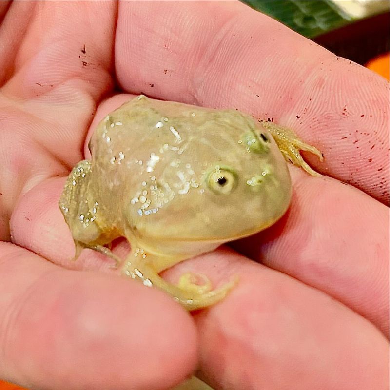 Budgett's Frog