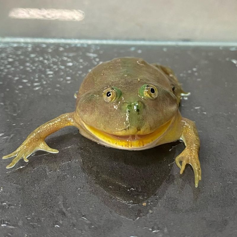 Budgett’s Frog