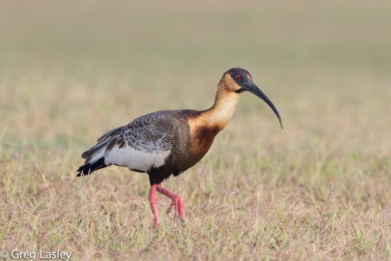 Buff-necked Ibis