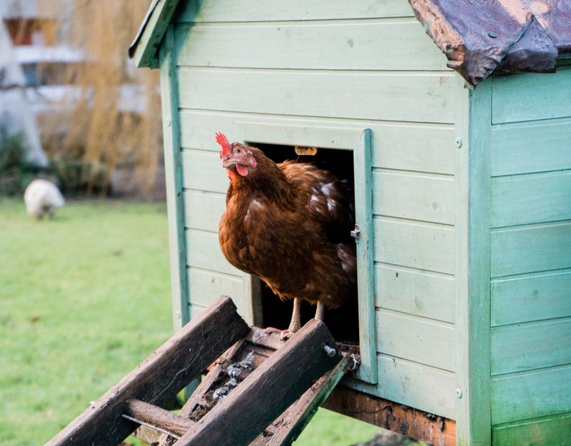 Building a Comfortable Coop