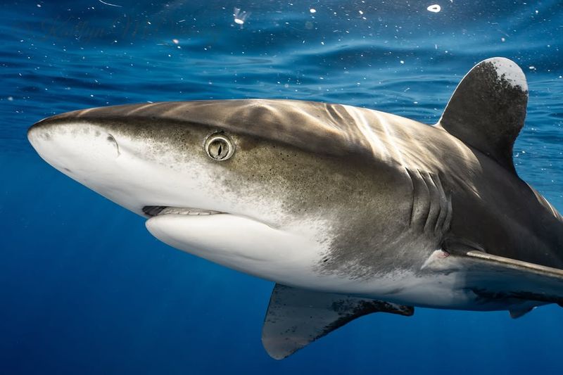 Oceanic Whitetip Shark