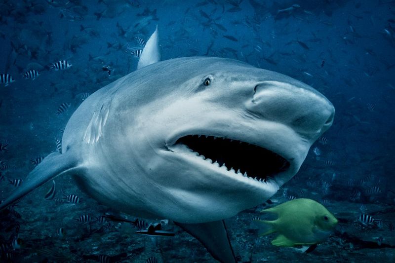 Bull Shark