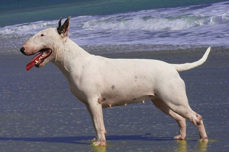 Bull Terrier