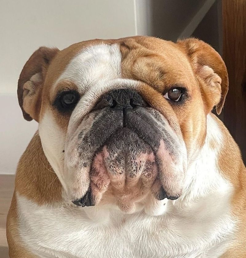 Bulldog