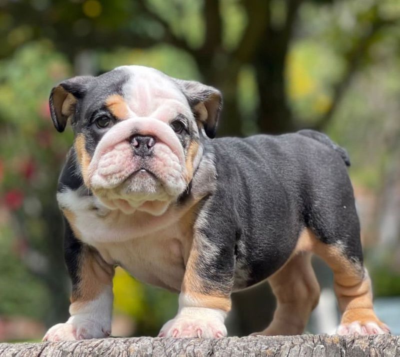 Bulldog