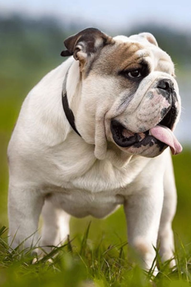 Bulldog