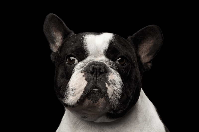 Bulldog - Brachycephalic Syndrome