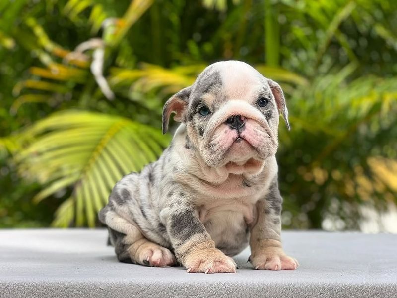 Bulldog Puppy