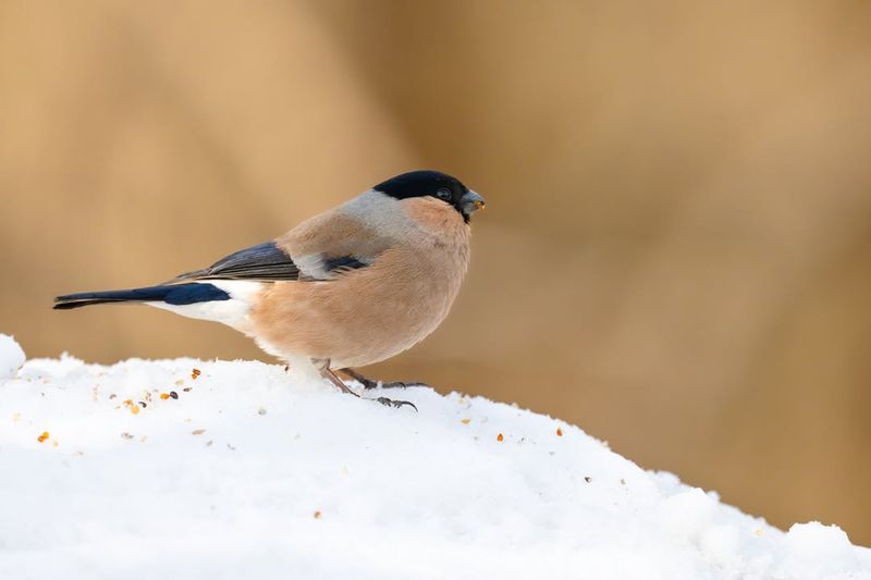 Bullfinch