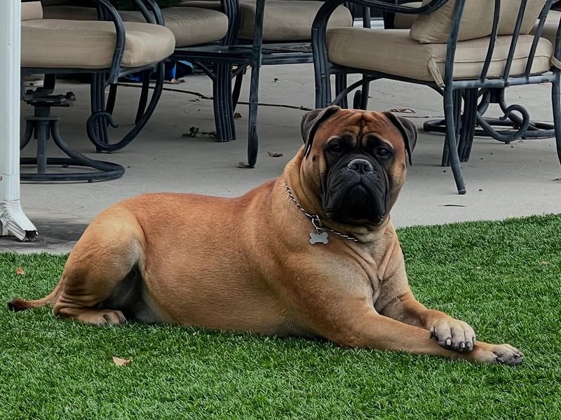 Bullmastiff