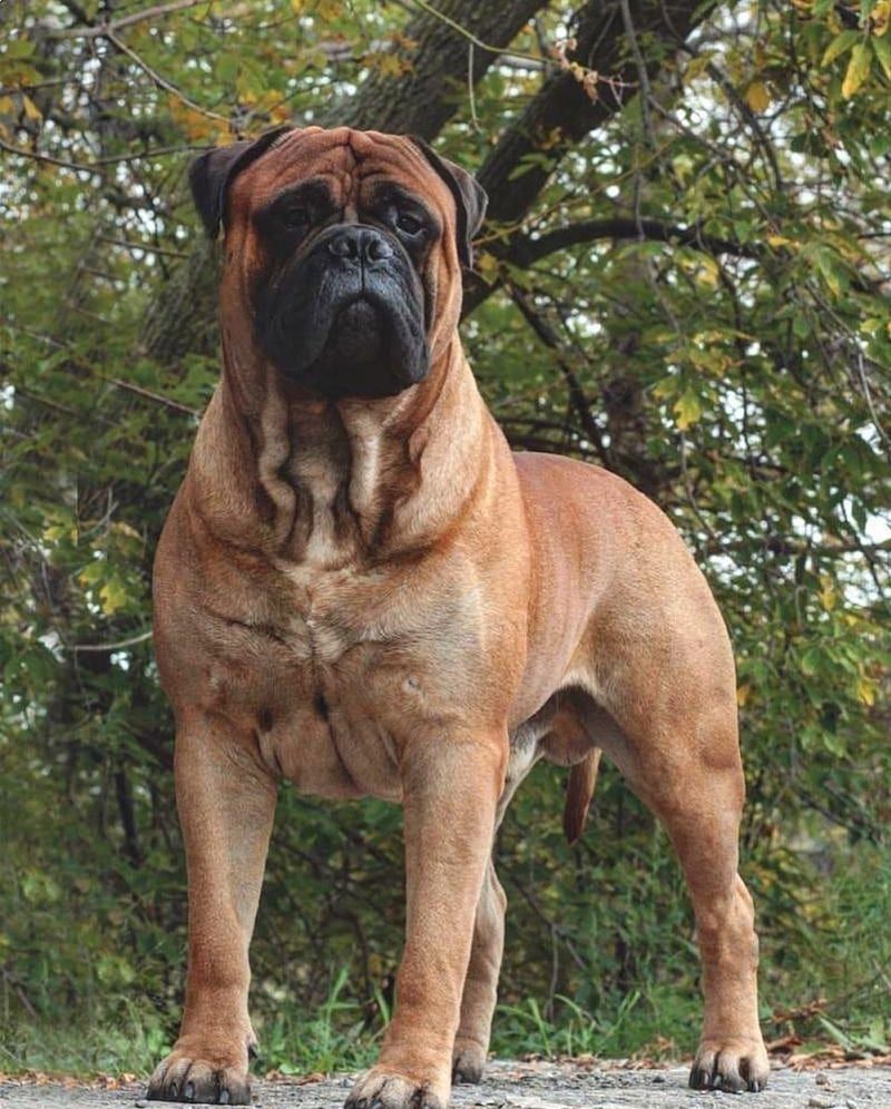 Bullmastiff