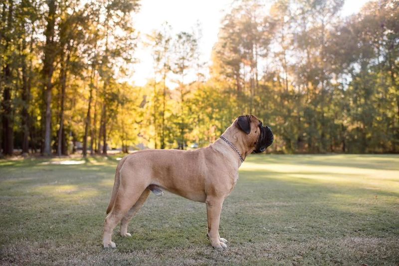 Bullmastiff