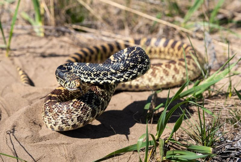 Bullsnake - Iowa