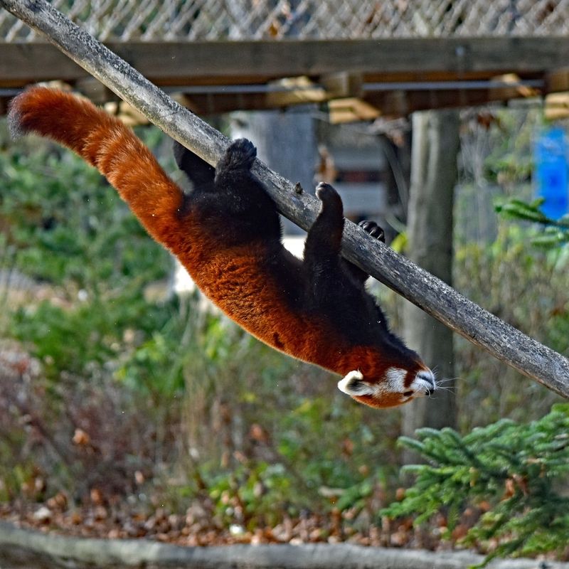 Red Panda – Tree Climbing