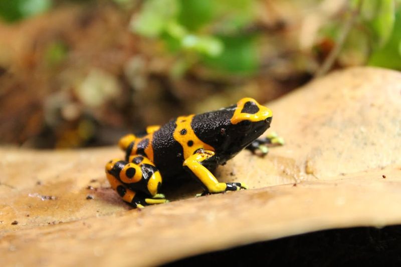 Bumblebee Poison Dart Frog