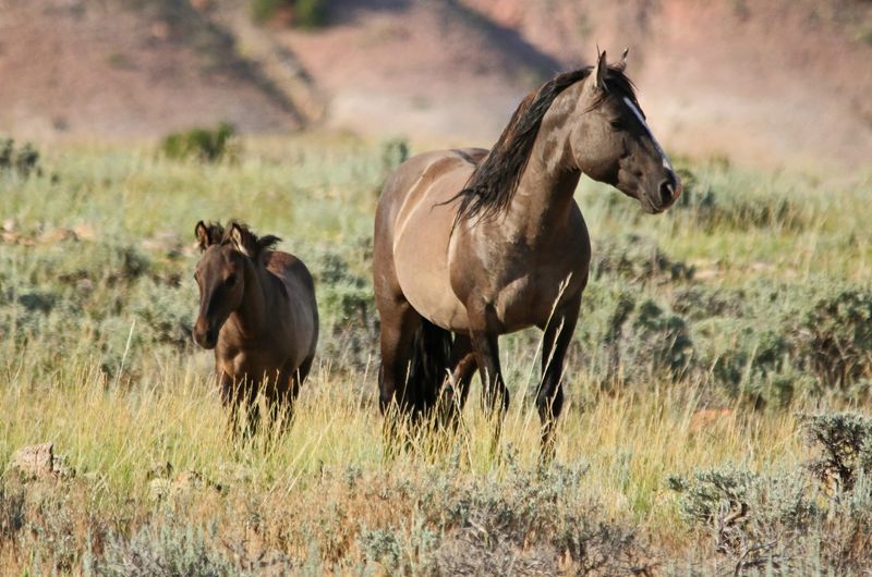 The Pryor Mountains, Montana