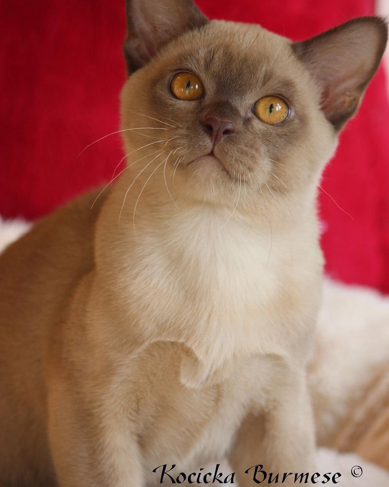 Burmese