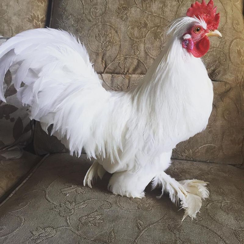 Burmese Bantam