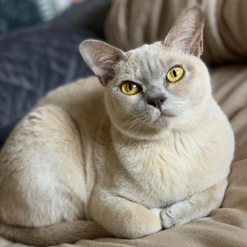 Burmese Cat