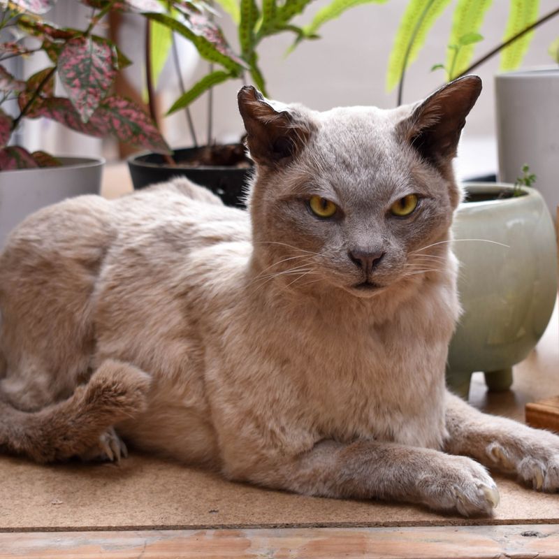 Burmese Cat