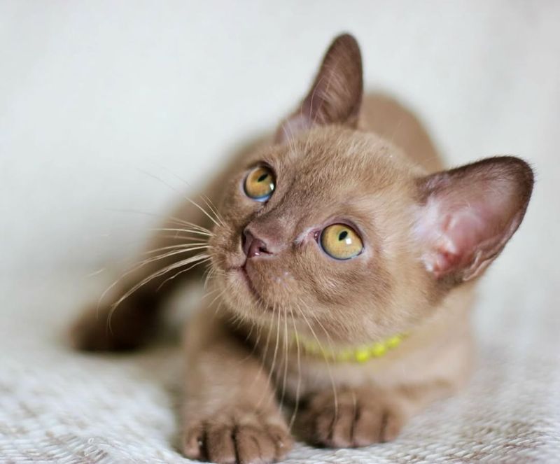 Burmese Kitten